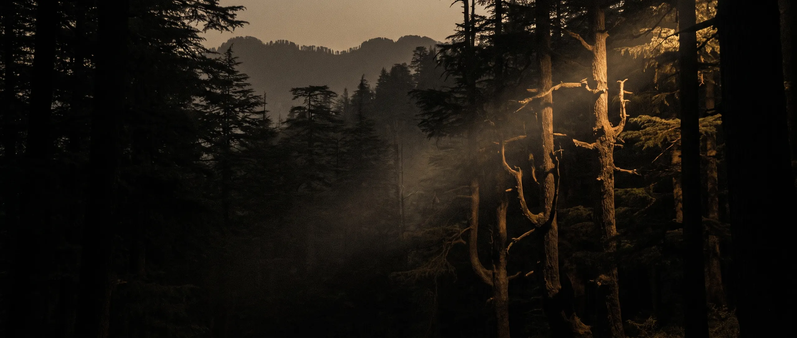Mist between cedars in the Pir Panjal at first light